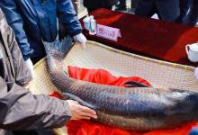 山东“太白湖捕鱼节”再现“天价鱼”，46.8万是儿戏？