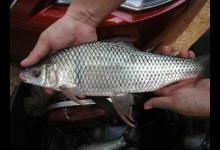 分享四种钓鲮鱼需要掌握的方法