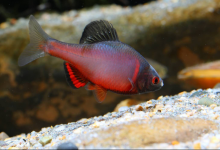 它是中国原生鱼，和鳑鲏鱼是近亲，如今却因为出名被慢慢“杀死”