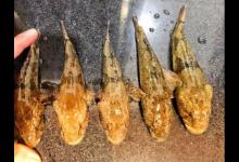 我们叫它“石头鱼”，曾被用来喂鸭子，如今“一金难求”