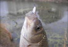 七星漂钓鲫鱼是首选？优势跟劣势共存，灵活选用让垂钓效果最大化