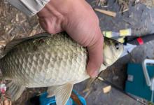 广东一男子网上晒渔获，嘲讽网友当“钓鱼空军”，网友：皮痒了？