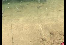 都说水清则无鱼，可这山溪里的是什么鱼，味道鲜美可惜数量太少