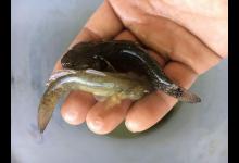 回娘家玩钓了些小鱼，个头不大还黑漆漆的，这鱼能吃吗，求鉴定