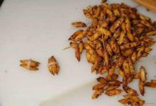 早春除了鲫鱼还能钓鲤鱼，这款自制饵料送给你，助你钓获大鲤鱼！