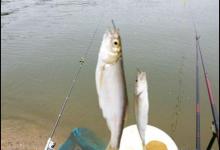 专业钓白条的方法，狂拉一两百条不是问题