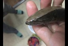 小河汊抓到的小鱼，个头不大力量却不小，求钓友鉴定这是什么鱼