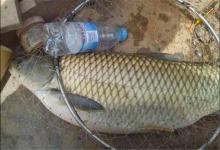 立秋后钓大鱼全靠它，不少人却不敢碰，白白错失钓大鱼的机会