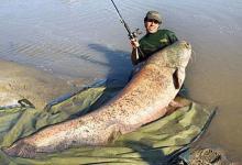 钓大鲶鱼的地方，不用竿死守，简单方法就能搞到它