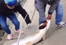 广东男子钓上大鳡鱼，现场开膛分肉，肚里全是鱼籽，网友：可惜了