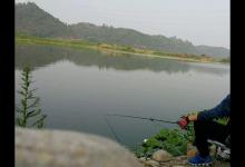 这是红眼鱼还是黄尾鱼，怎么眼睛是的黑黄色的，有钓鱼人认识吗？