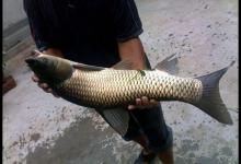 钓大鱼还是老玉米粒给力，这款自制配方送给你，专攻大鱼不钓小鱼