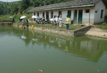 别人钓大鱼我钓小鱼，一上午钓了一小盆，却无人认识它，求鉴定