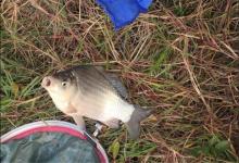 黄豆粉钓鲫鱼有奇效，再配上酒米做窝料，夏季钓鲫鱼的黄金搭档