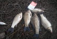 外出钓鱼时，发现一堆“脏东西”，捡回家后却被老婆埋怨捡少了