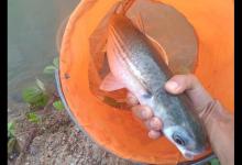 我们叫它“乌头鱼”，肉多刺少很受欢迎，各位钓鱼人，你们那有吗