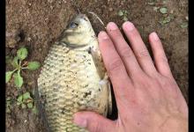 提到肥水塘钓鱼就头疼，尤其是饵料不会选，钓鱼前先分析，并不难