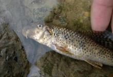 浑身脏兮兮的一种鱼，求助各位钓友，这到底是什么鱼？