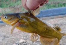 冬季低温都能上鱼，夏天却经常当“钓鱼空军”，听听老钓友怎么说