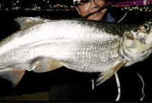 怎么钓翘嘴？三种方法帮你解决难题