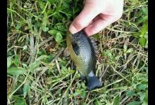 这种鱼有“翻山越岭”的本事，我们叫它过山鲫，你们那有吗？