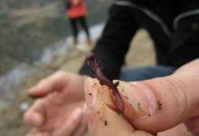 早春正是钓鲫鱼的好时节，出门两小时就钓了三斤多，羡慕不？