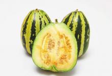 夏季是吃瓜的季节，钓鱼时黄豆粉加甜瓜，野钓鲤鱼效果绝佳！