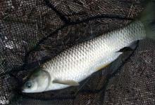 三个方法教你冬季如何钓草鱼