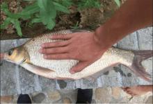 钓鱼时饵料搭配有技巧，这几个原则四季通用，爱钓鱼的你别错过