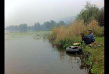 这种鱼适应能力很强，我们叫它“随便鱼”，广东人喜欢用它煲汤