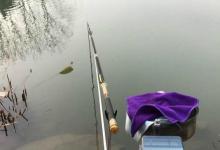 春季白条也活跃了起来，既然大鱼不肯开口，钓一些白条也不错