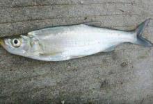 冬季不能钓翘嘴？老钓友：是你不会钓而已