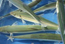 这些鱼营养丰富，并且食用口感极好，有的已经很稀少，你钓到过吗