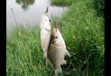 在稻田边的小水渠钓鱼，渔获还不错，也不知道鱼是从哪里来的