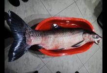 第一次钓到这么大的青鱼，过瘾过程