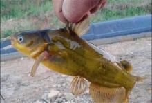 野钓黄辣丁，除了台钓，这2种钓法更简单有效，钓鱼人别错过