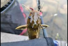 野钓黄颡鱼的一点心得，我么要调的灵敏一些