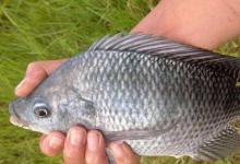 手竿怎么钓罗非鱼？野钓客告诉你