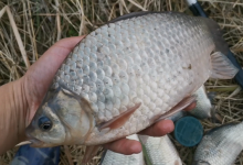 春季钓鲫鱼，选对饵料是关键，这3点要记牢，连杆“爆护”少不了