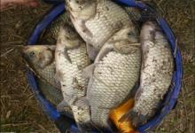 想要钓鱼钓得好，饵料不能少，快来试试自制饵料吧，简单又有效