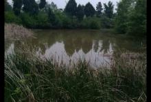 野河短杆作钓，鲫鱼一条接一条，这样的资源不用太羡慕！