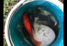 出门钓鱼全凭兴趣，意外钓获红鲫鱼，钓鱼放流是个好习惯