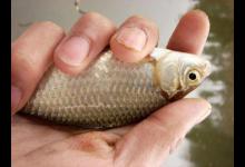 小河钓鱼被小鲫鱼闹窝，还有一些小鱼，不过我敢说认识它的人很少