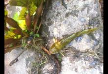 回农村陪爷爷钓鱼，成功钓获“呆子鱼”，跟豆腐一起熬汤很鲜美！