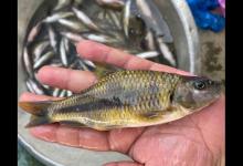 山里钓了几斤“稀有货”，邻居见了想拿去喂鸡，还说这是麦穗鱼