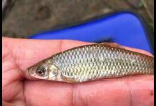 鱼界的“小流氓”，钓友们最烦见到的一种鱼，你遇到过吗？