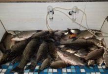 去钓鱼别只知道用商品饵，这些自制饵料效果很不错，尤其是钓大鱼