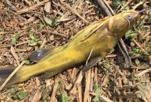 仲夏钓黄辣丁，我的一点感悟分享一下