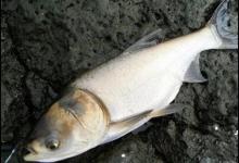 轻松学会手竿钓鲢鳙