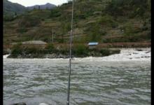 这种鱼身价不菲，对水质要求极高，这次有幸钓了两条，你们见过吗